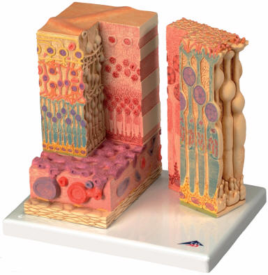 Anatomy Retina