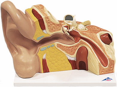 ear model anatomy