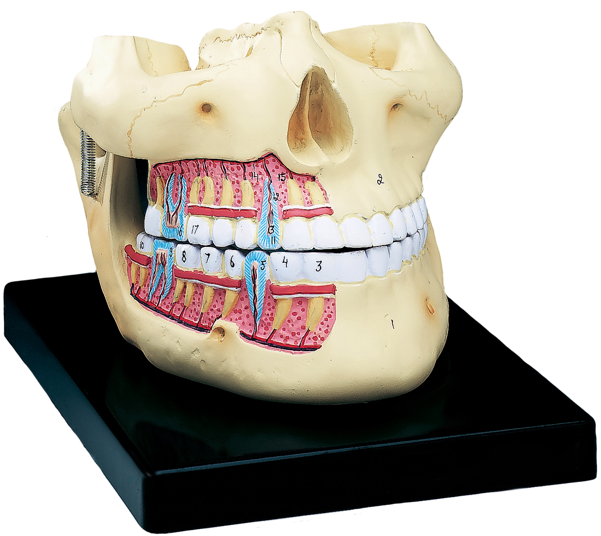 human jaw anatomy