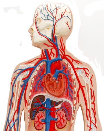 Liver Spleen Anatomy