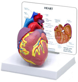 Anatomy Heart Model