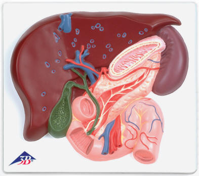 hepatic vessels