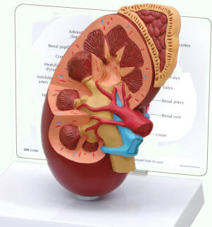 function of adrenal gland in kidney